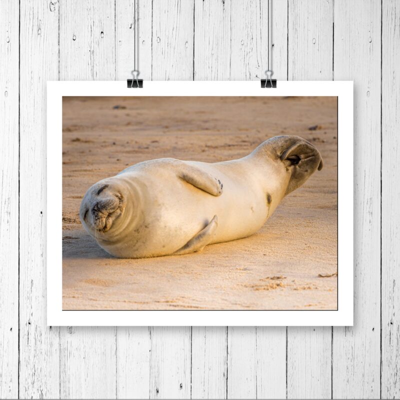 Smiling Baby Seal Pup
